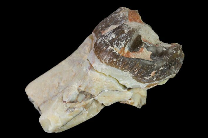 Fossil Running Rhino (Hyracodon) Partial Molar - South Dakota #160931